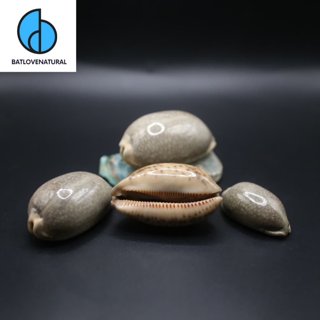 Vỏ ốc Cypraea Eglantina - Vỏ ốc trang trí nhiều kích thước - Vỏ ốc đẹp