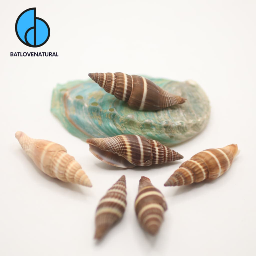 Vỏ ốc Ớt Nâu - Vỏ ốc trang trí nhiều kích thước - Vỏ ốc đẹp