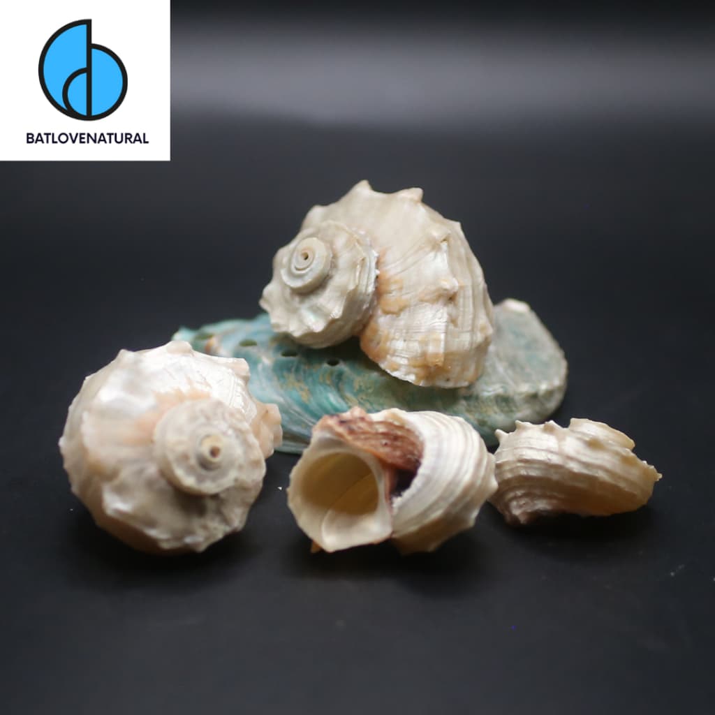 Vỏ ốc Angaria Xà Cừ - Vỏ ốc mượn hồn - Vỏ ốc trang trí nhiều kích thước nhỏ vừa lớn