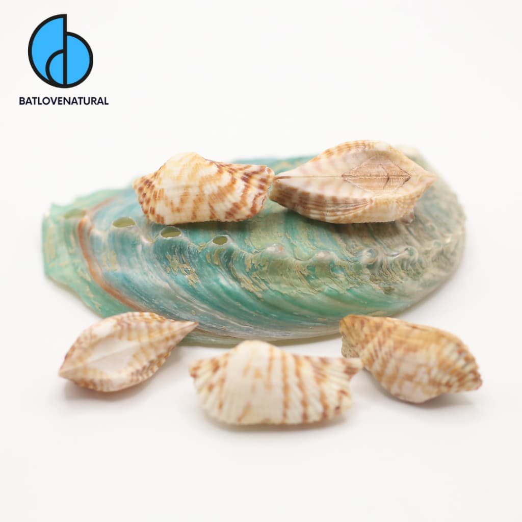 Vỏ sò Turkey Wing - Vỏ ốc trang trí nhiều kích thước - Vỏ ốc đẹp · Ảnh 1