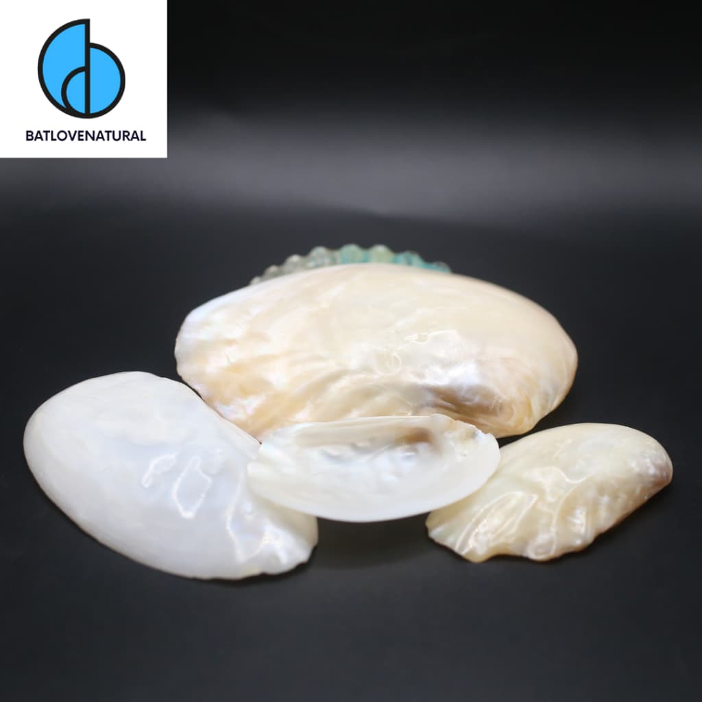 Vỏ Sò Mài Xà Cừ - Vỏ ốc vỏ sò trang trí - Vỏ ốc đẹp