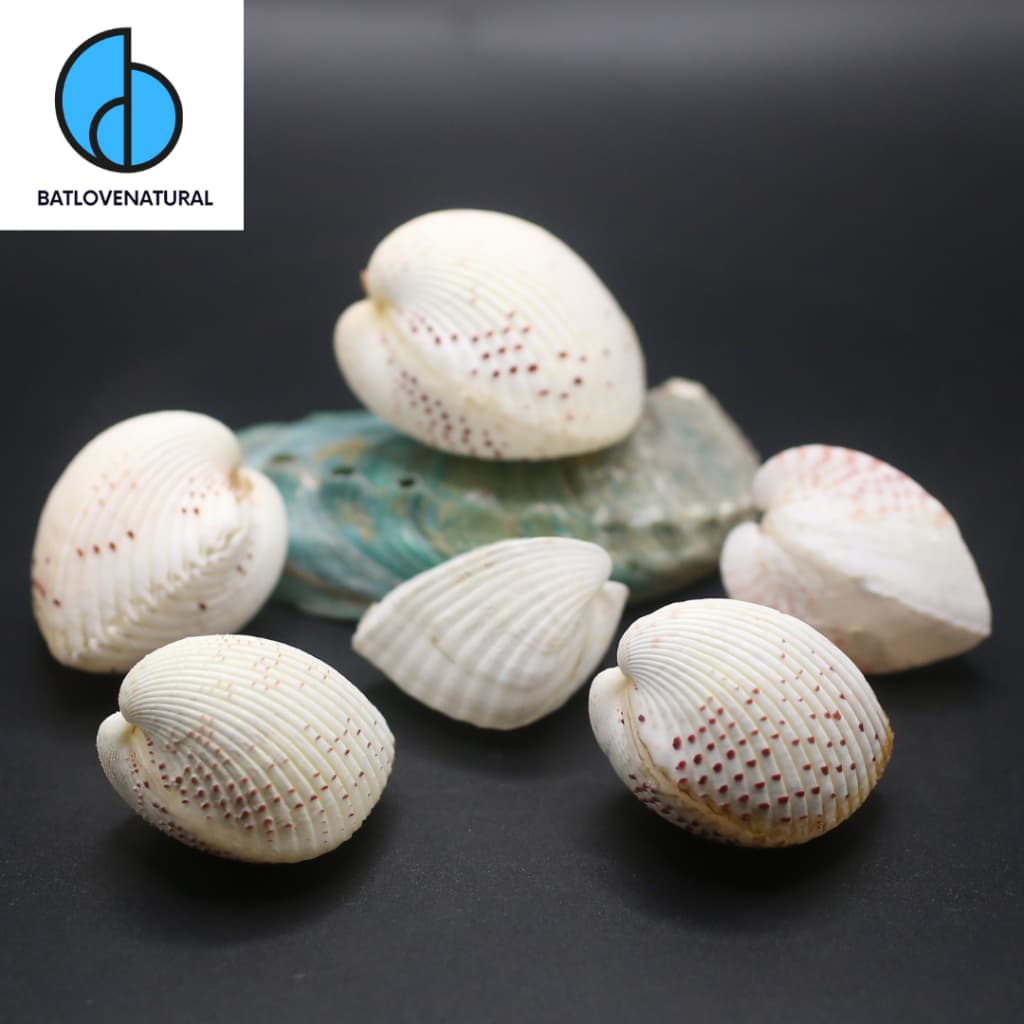 Vỏ Sò Trái Tim - Vỏ ốc vỏ sò trang trí nhiều kích thước - Vỏ ốc vỏ sò đẹp