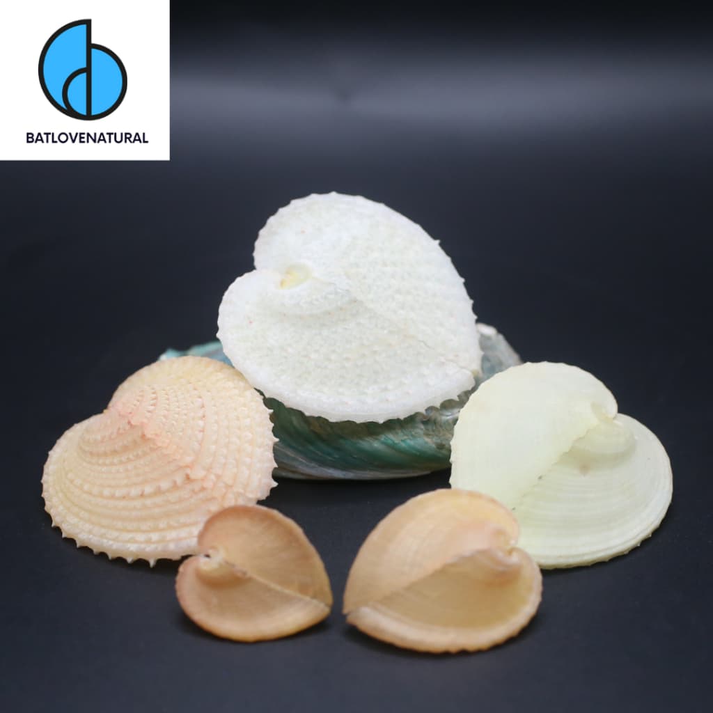 Vỏ Sò Corculum Cardissa (sò trái tim) - Vỏ sò trang trí nhiều kích thước - Vỏ sò đẹp