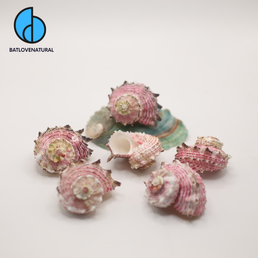 Vỏ ốc Angaria Nodosa - Vỏ ốc mượn hồn - Vỏ ốc trang trí