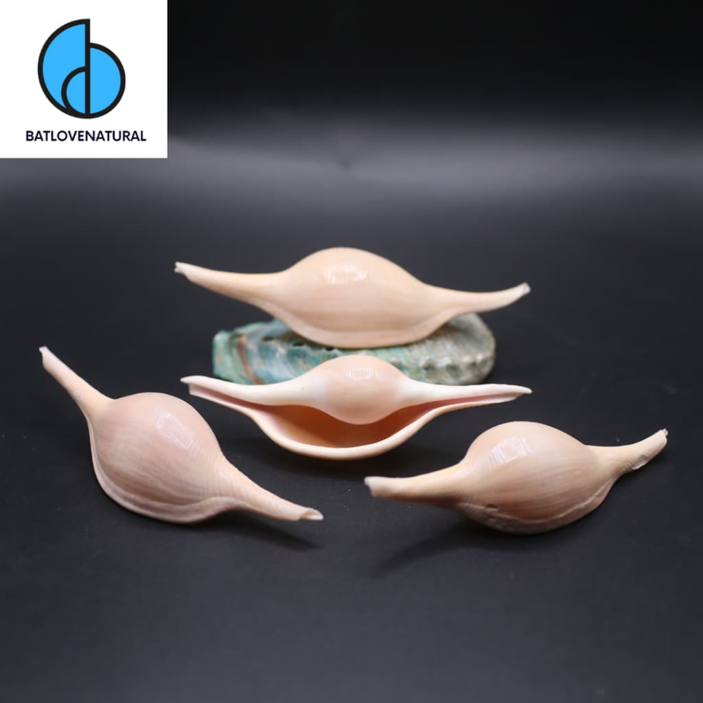 Vỏ ốc Volva Volva 2 - Vỏ ốc trang trí nhiều màu sắc - Vỏ ốc đẹp