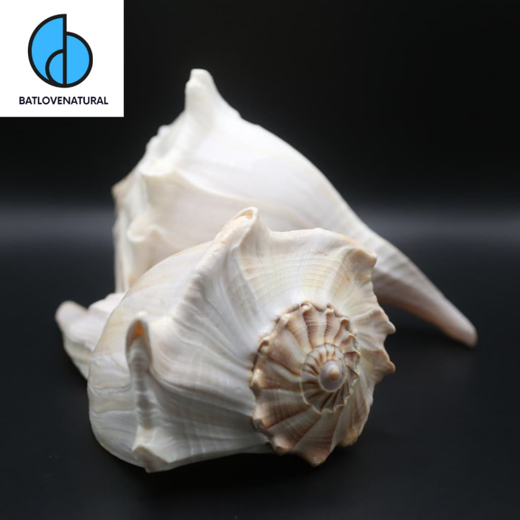 Vỏ ốc Lightning Whelk - Vỏ ốc đẹp - Vỏ ốc trang trí nhiều kích thước.