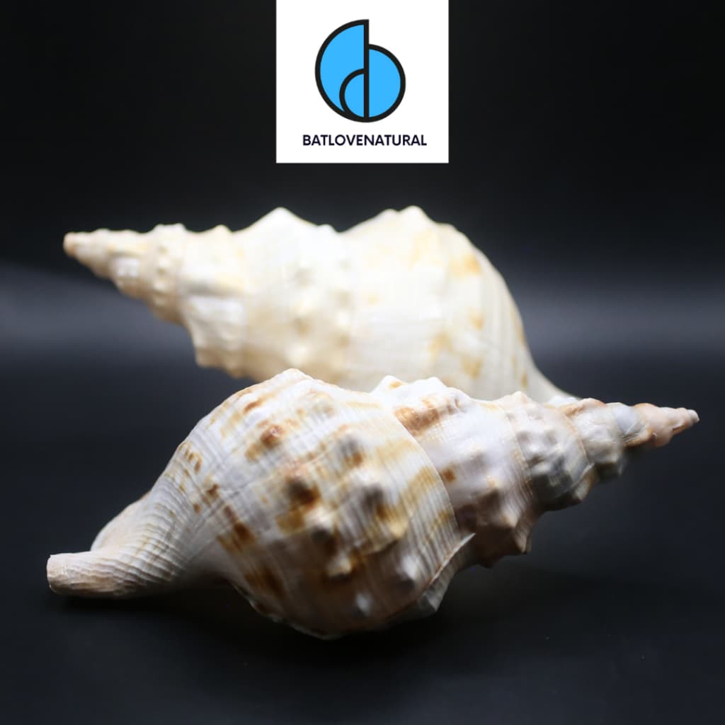 Vỏ ốc Charonia Sauliae - Vỏ ốc trang trí nhiều kích thước - Vỏ ốc đẹp