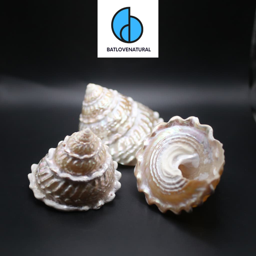 Vỏ ốc Astrea Undosa - Vỏ ốc trang trí nhiều kích thước - Vỏ ốc đẹp