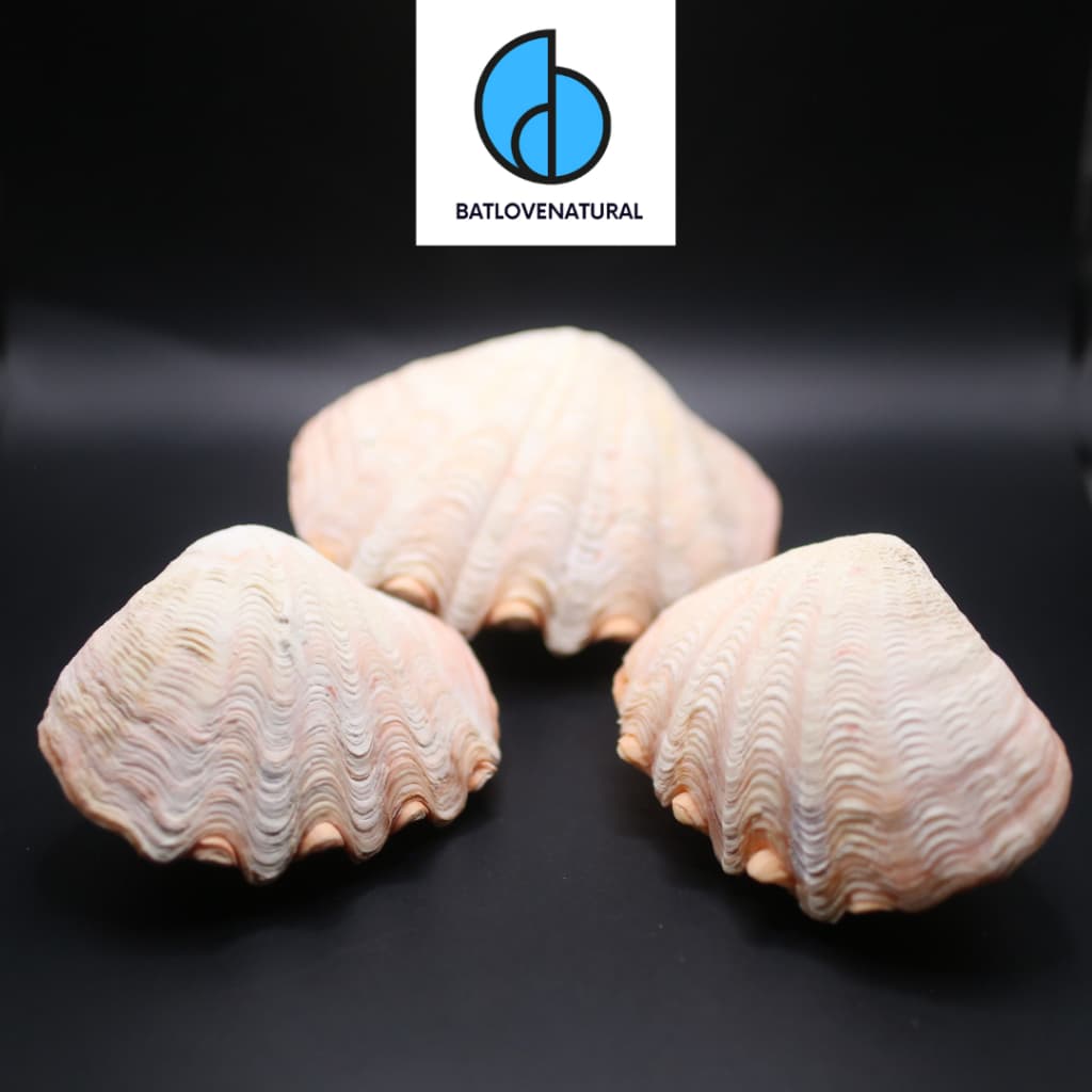 Vỏ sò Tridacna Elongata Bicolor - Vỏ ốc, vỏ sò trang trí nhiều kích thước - Vỏ sò đẹp