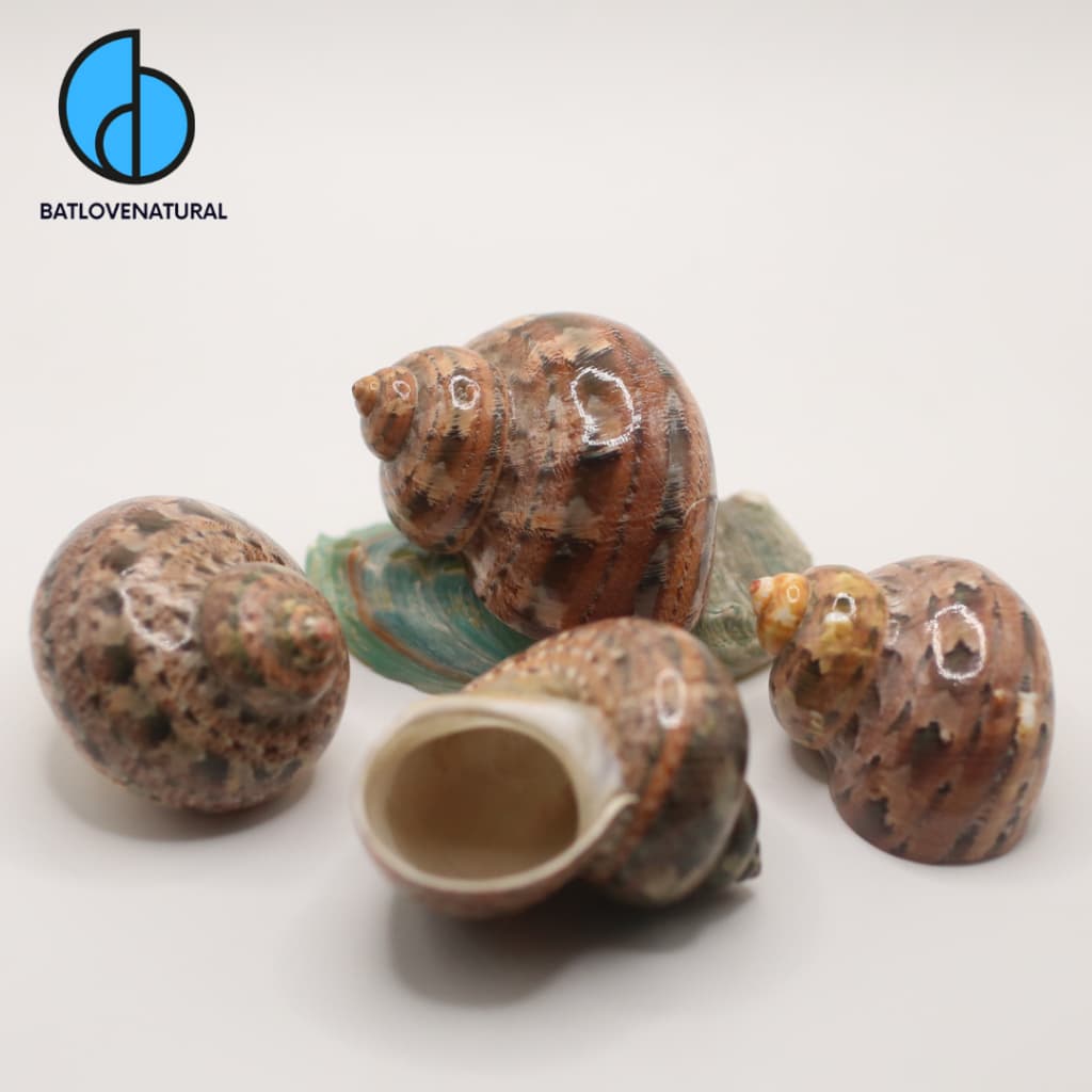 Vỏ ốc Mặt Trăng Giới Hạn - Vỏ ốc mượn hồn - Vỏ ốc trang trí nhiều kích thước nhỏ vừa lớn