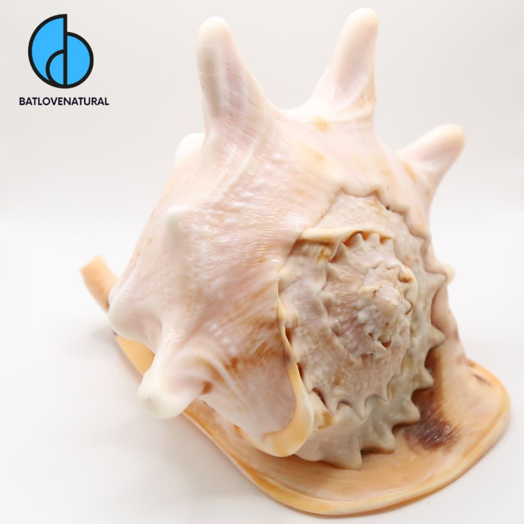 Vỏ ốc Queen Helmet Conch - Vỏ ốc trang trí - Vỏ ốc đẹp