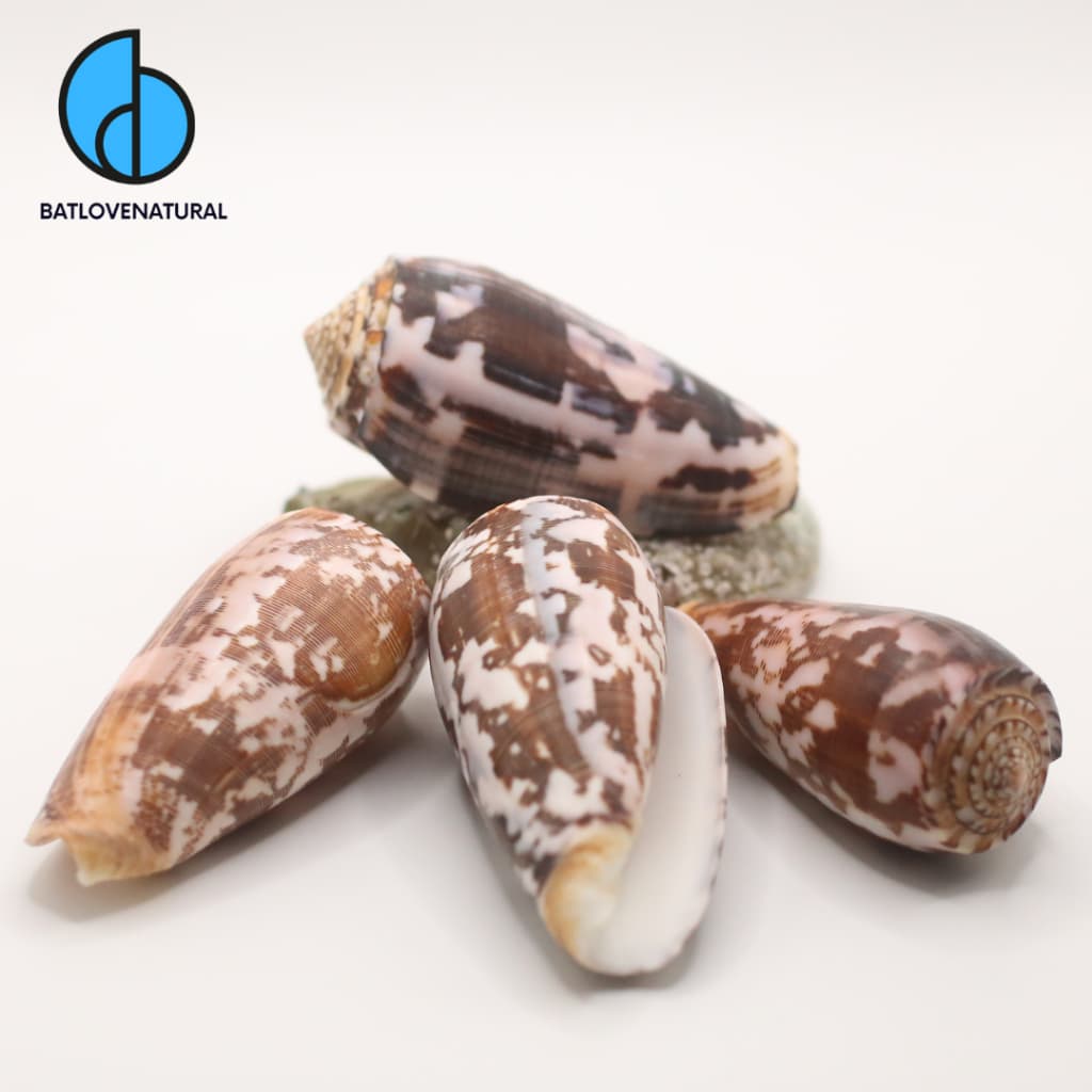 Vỏ ốc Conus Striatus - Vỏ ốc trang trí nhiều kích thước - Vỏ ốc đẹp