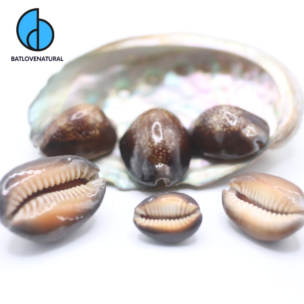 Vỏ ốc Cypraea Caputserpentis - Vỏ ốc trang trí nhiều kích thước nhỏ vừa lớn - Vỏ ốc đẹp
