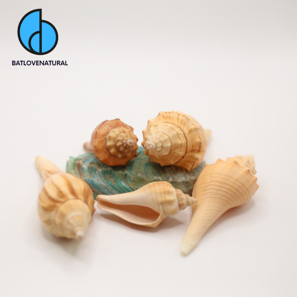 Vỏ ốc Ternate False Fusus - Vỏ ốc đẹp - Vỏ ốc trang trí nhiều kích thước nhỏ vừa lớn