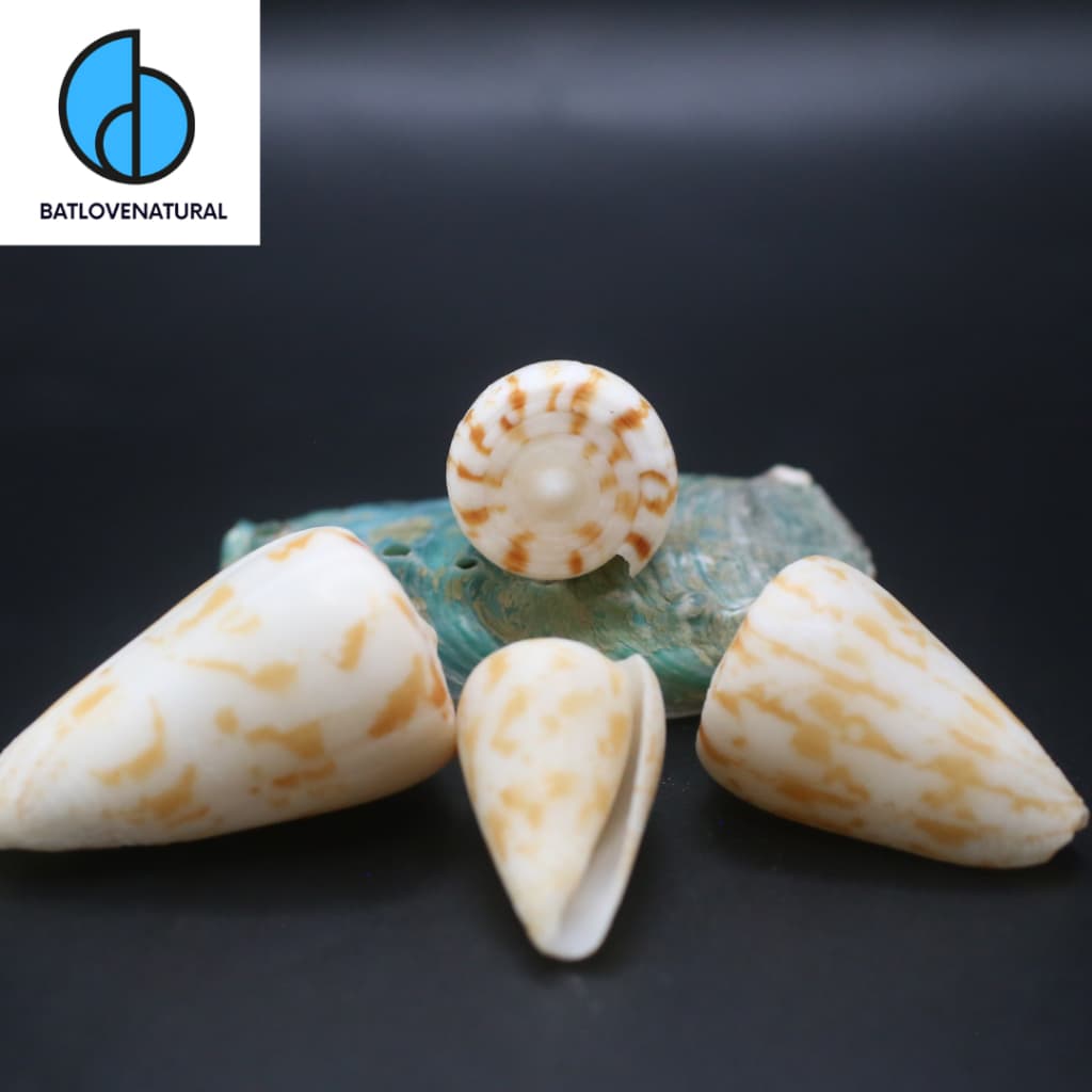 Vỏ ốc Conus Trắng Vàng - Vỏ ốc trang trí nhiều kích thước - Vỏ ốc đẹp