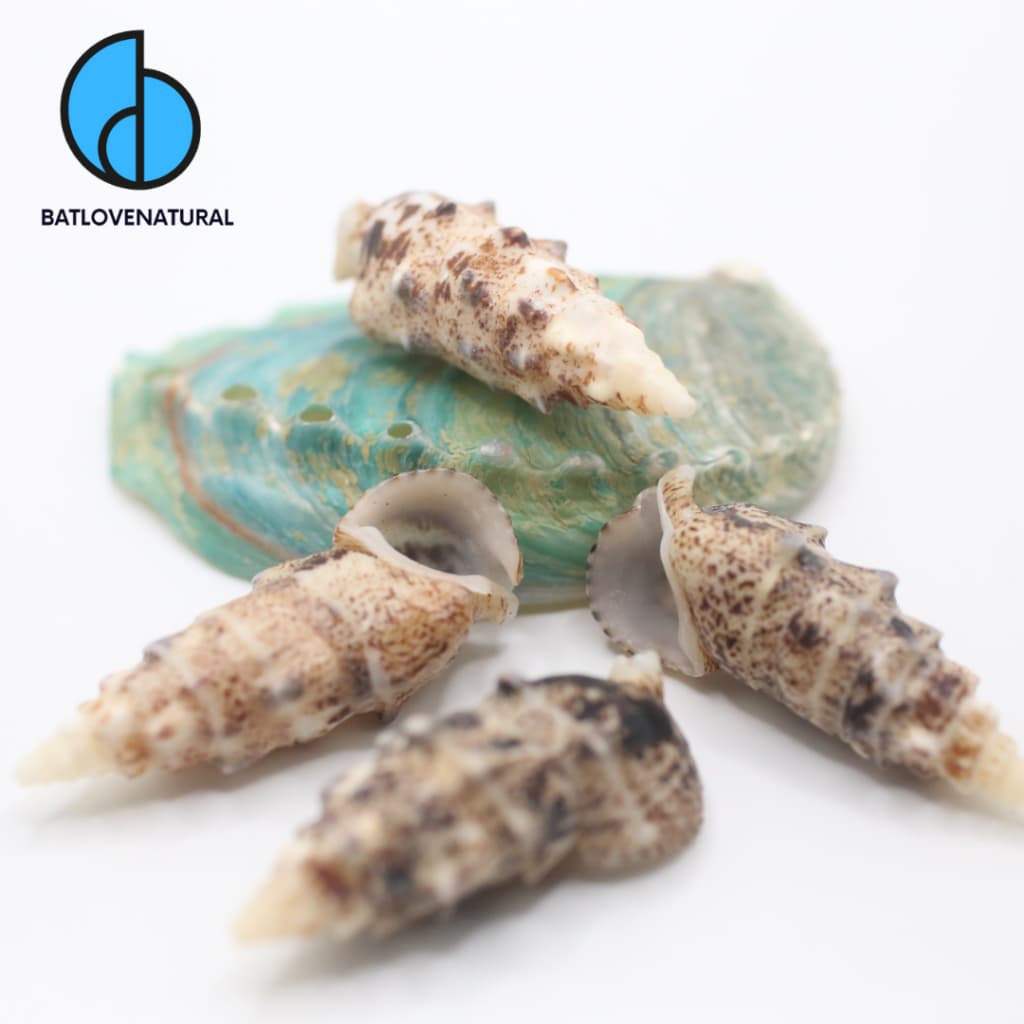 Vỏ ốc Pseudovertagus Aluco - Vỏ ốc trang trí nhiều kích thước - Vỏ ốc đẹp