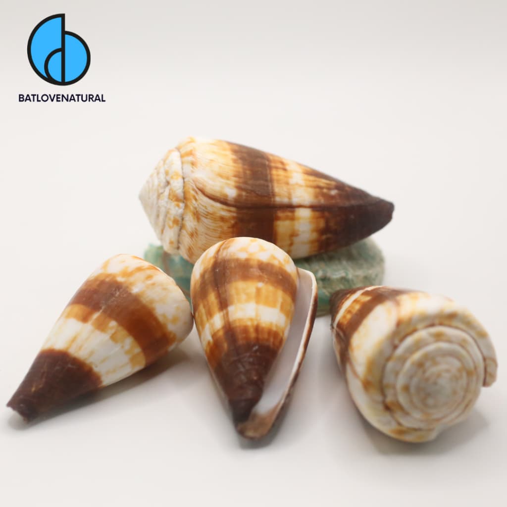 Vỏ ốc Conus Miles - Vỏ ốc trang trí nhiều kích thước - Vỏ ốc đẹp