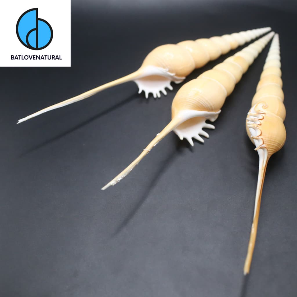 Vỏ ốc Spindle Tibia- Vỏ ốc trang trí nhiều kích thước - Vỏ ốc đẹp