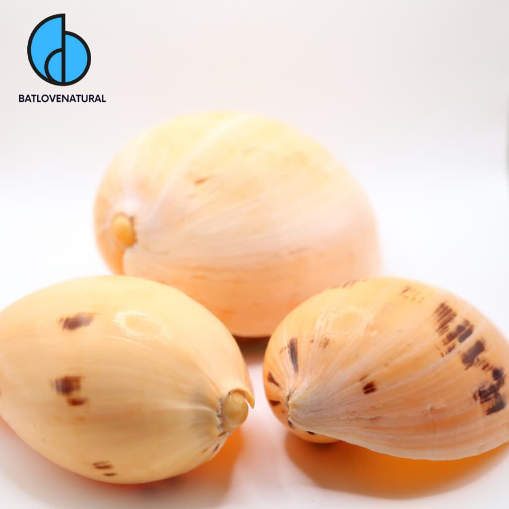 Vỏ ốc Melo Melo - Vỏ ốc trang trí nhiều kích thước