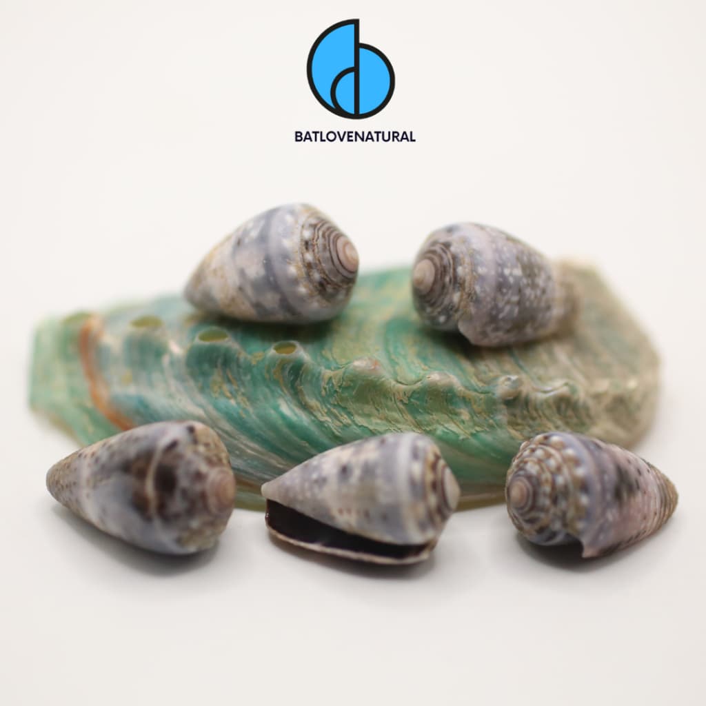 Vỏ ốc Conus Coronatus - Vỏ ốc trang trí nhiều kích thước - Vỏ ốc đẹp · Ảnh 1