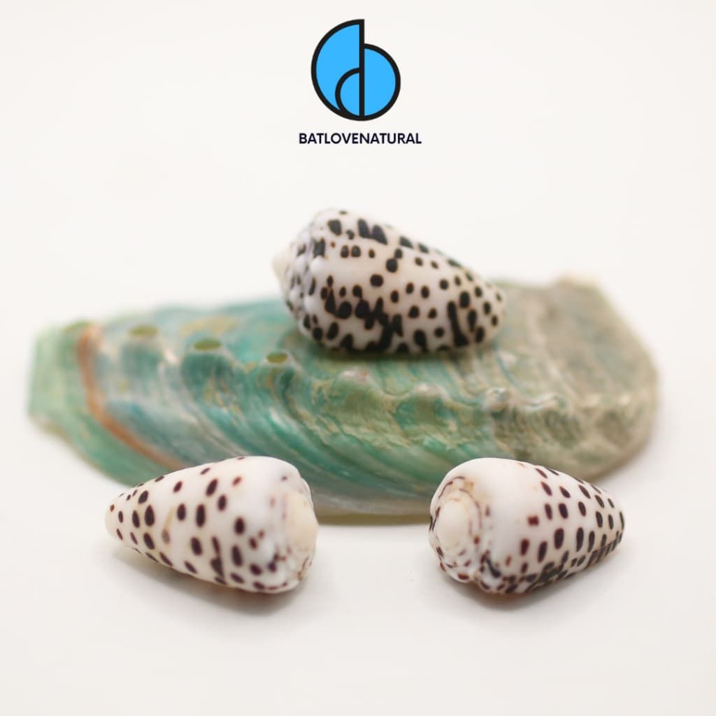 Vỏ ốc Conus Pulicarius (Black) - Vỏ ốc trang trí nhiều kích thước - Vỏ ốc đẹp