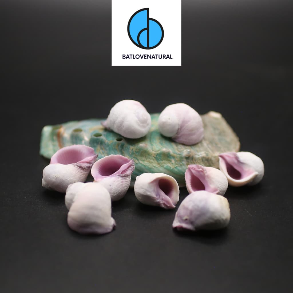 Vỏ ốc Coralliophila Violacea- Vỏ ốc mượn hồn - Vỏ ốc trang trí nhiều kích thước.