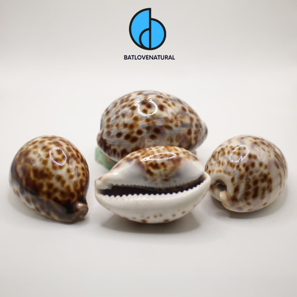 Vỏ ốc Cypraea Tigris - Vỏ ốc trang trí nhiều kích thước - Vỏ ốc đẹp