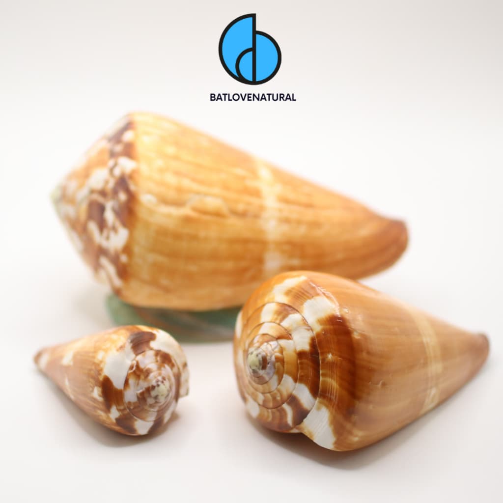 Vỏ ốc Conus Vexillum - Vỏ ốc trang trí nhiều kích thước - Vỏ ốc đẹp