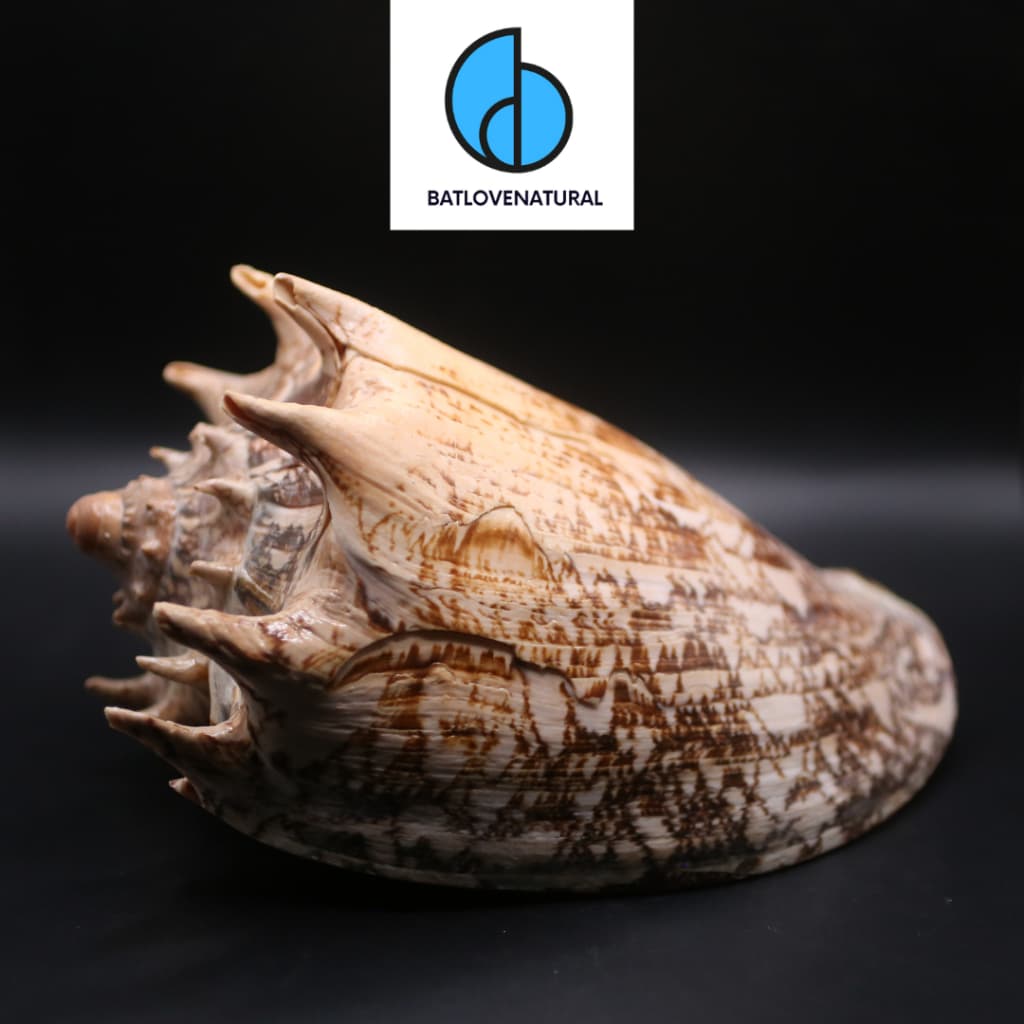 Vỏ ốc Cymbiola Imperialis (Big Size) - Vỏ ốc trang trí nhiều kích thước - Vỏ ốc đẹp