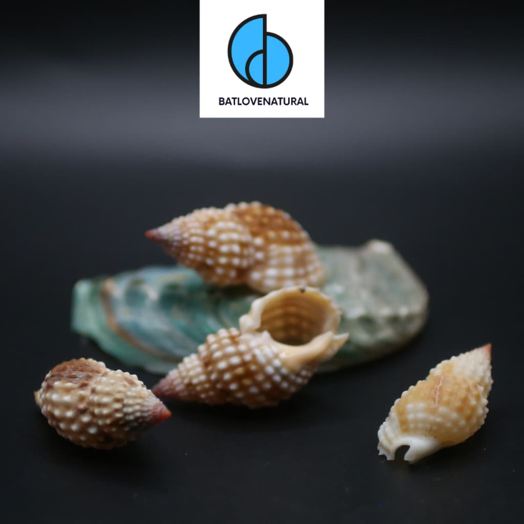 Vỏ ốc Nassarius Papillosus - Vỏ ốc trang trí nhiều kích thước - Vỏ ốc đẹp · Ảnh 1