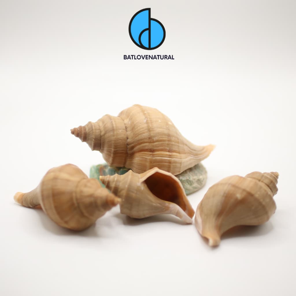 Vỏ ốc Nucella Lamellosa - Vỏ ốc trang trí nhiều kích thước - Vỏ ốc đẹp