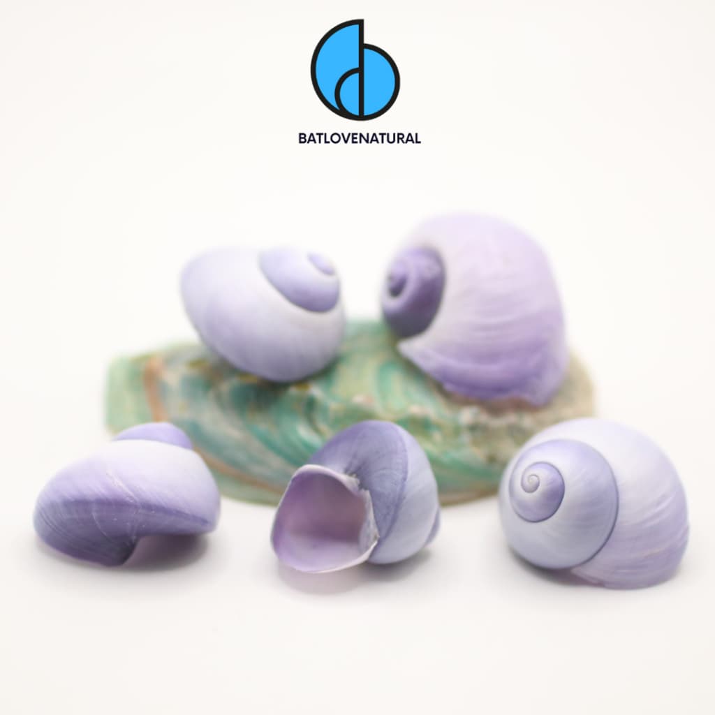 Vỏ ốc Purple Seashell - Vỏ ốc trang trí nhiều kích thước - Vỏ ốc đẹp