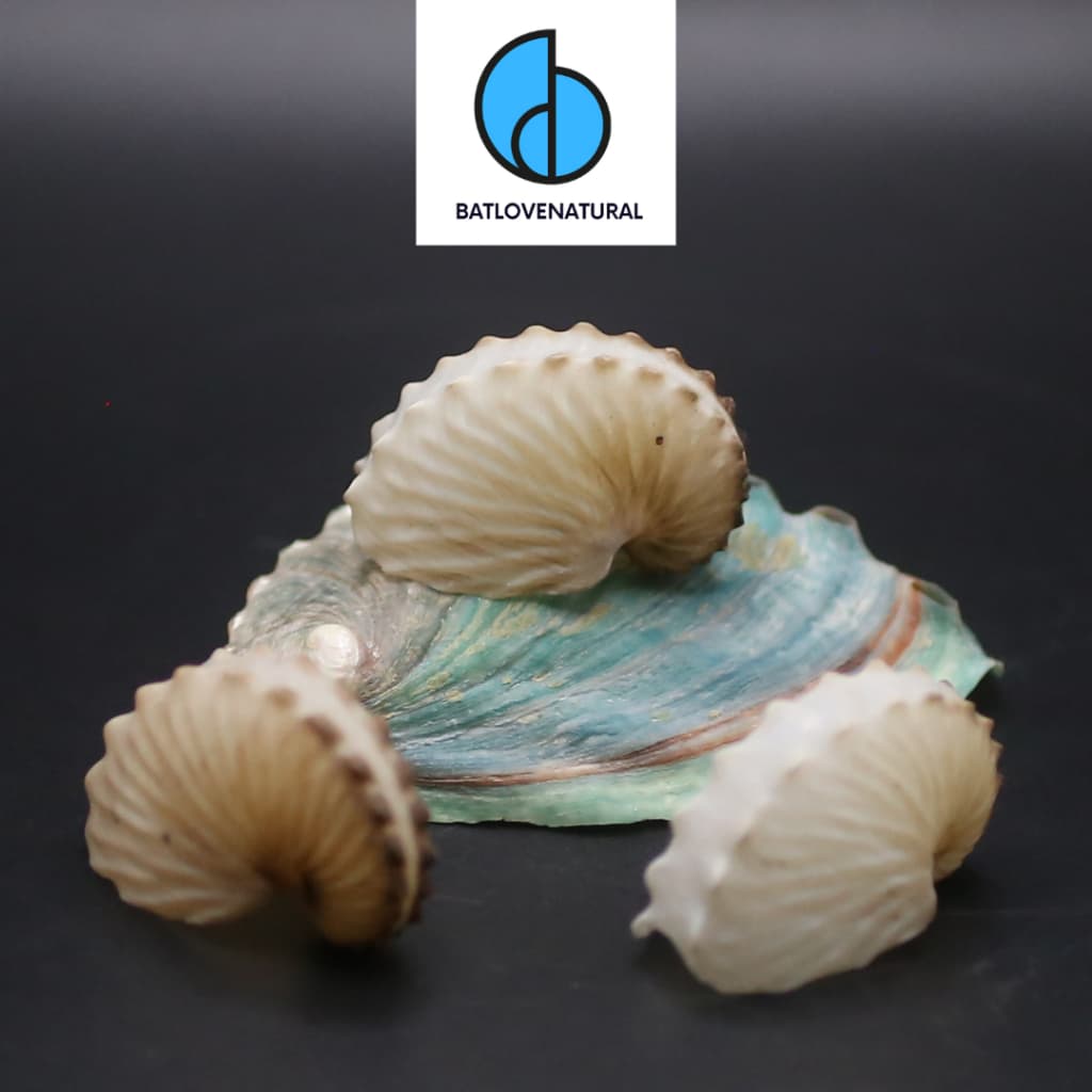 Vỏ ốc Paper Nautilus ( Anh Vũ Giấy ) - Vỏ ốc trang trí nhiều kích thước - Vỏ ốc đẹp