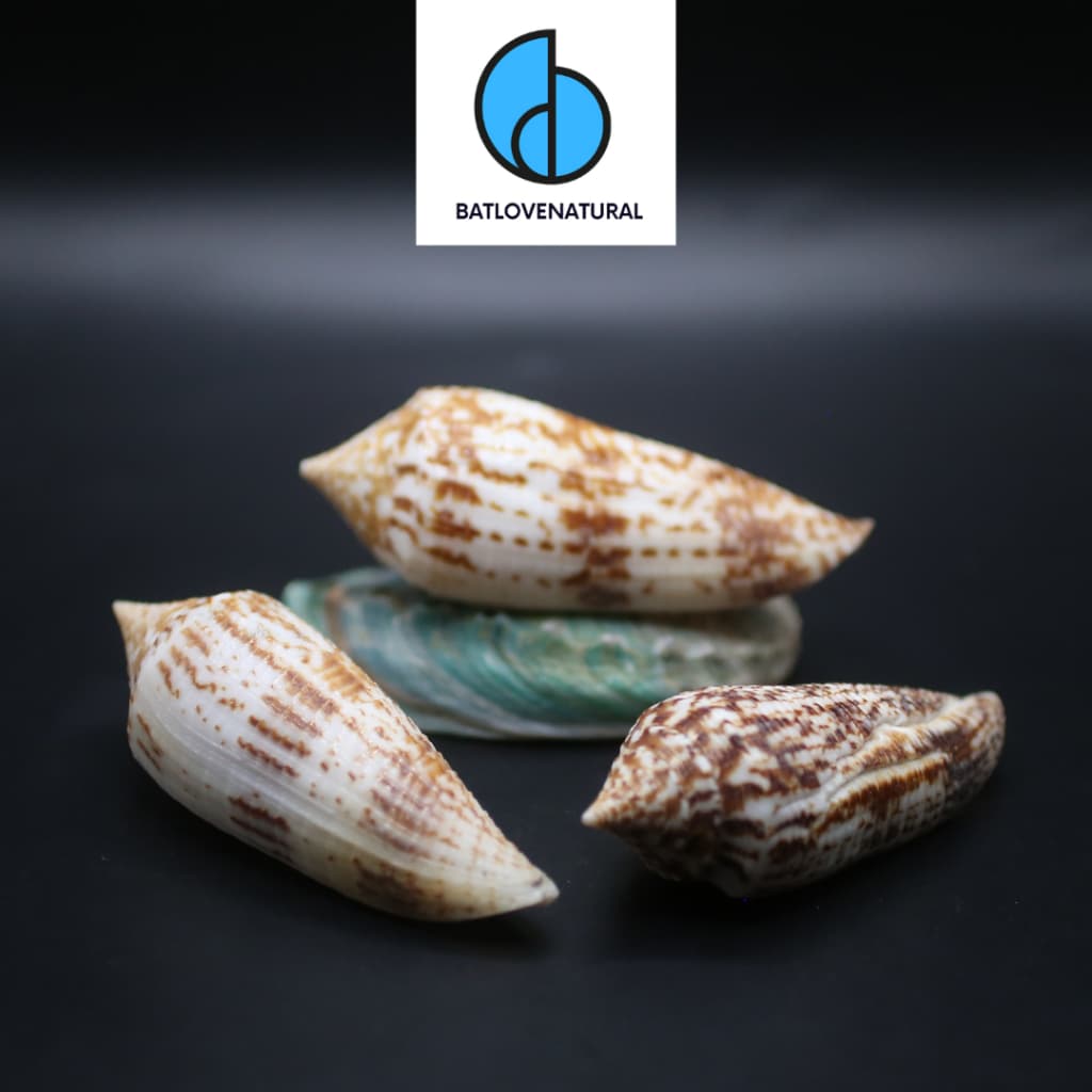 Vỏ ốc Conus Australis - BATLOVENATURAL - Vỏ ốc trang trí nhiều kích thước - Vỏ ốc đẹp