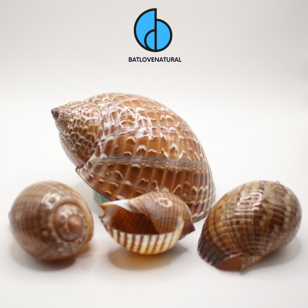 Vỏ ốc Tonna Luteostoma - BATLOVENATURAL - Vỏ ốc mượn hồn - Vỏ ốc trang trí nhiều kích thước nhỏ vừa lớn
