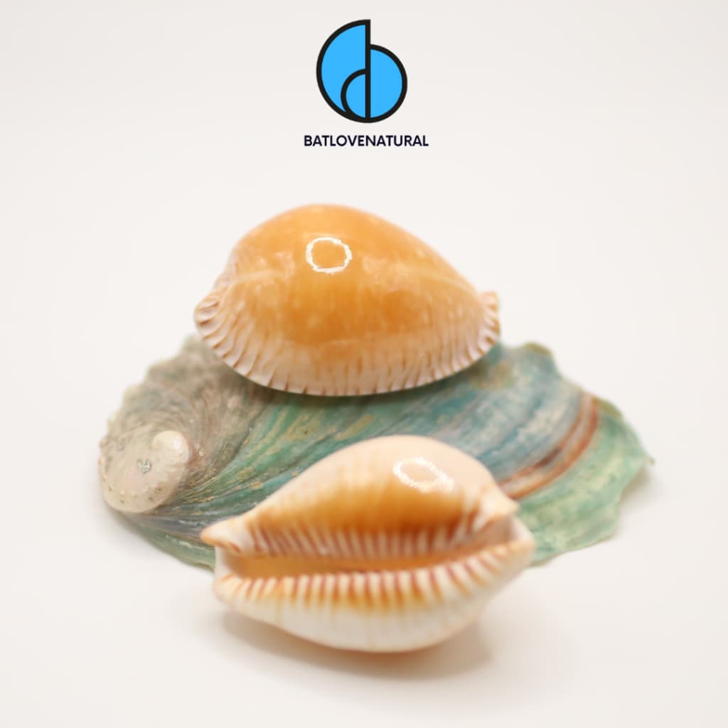 Vỏ ốc Cypraea Guttata - Vỏ ốc trang trí nhiều kích thước - Vỏ ốc đẹp · Ảnh 1
