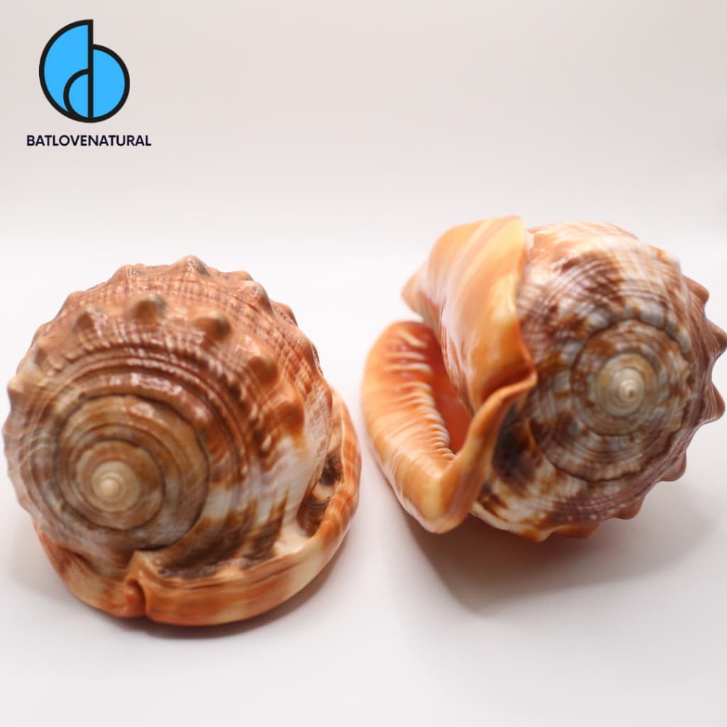 Vỏ ốc Kim Khôi Đỏ ( Cypraecassis Rufa )- Vỏ ốc trang trí - Vỏ ốc đẹp