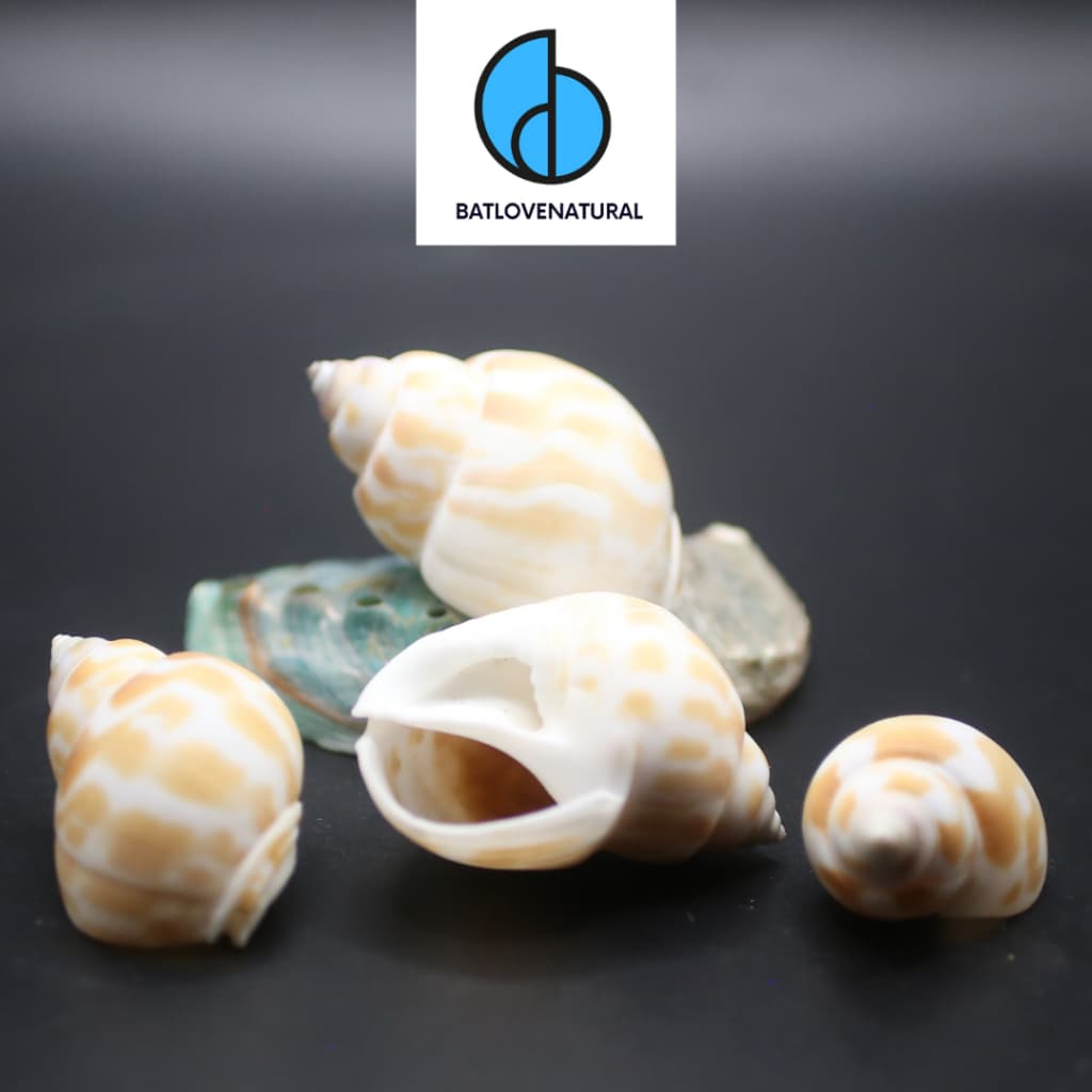 Vỏ ốc Babylonia Spirata - BATLOVENATURAL - Vỏ ốc mượn hồn - Vỏ ốc trang trí nhiều kích thước nhỏ vừa lớn