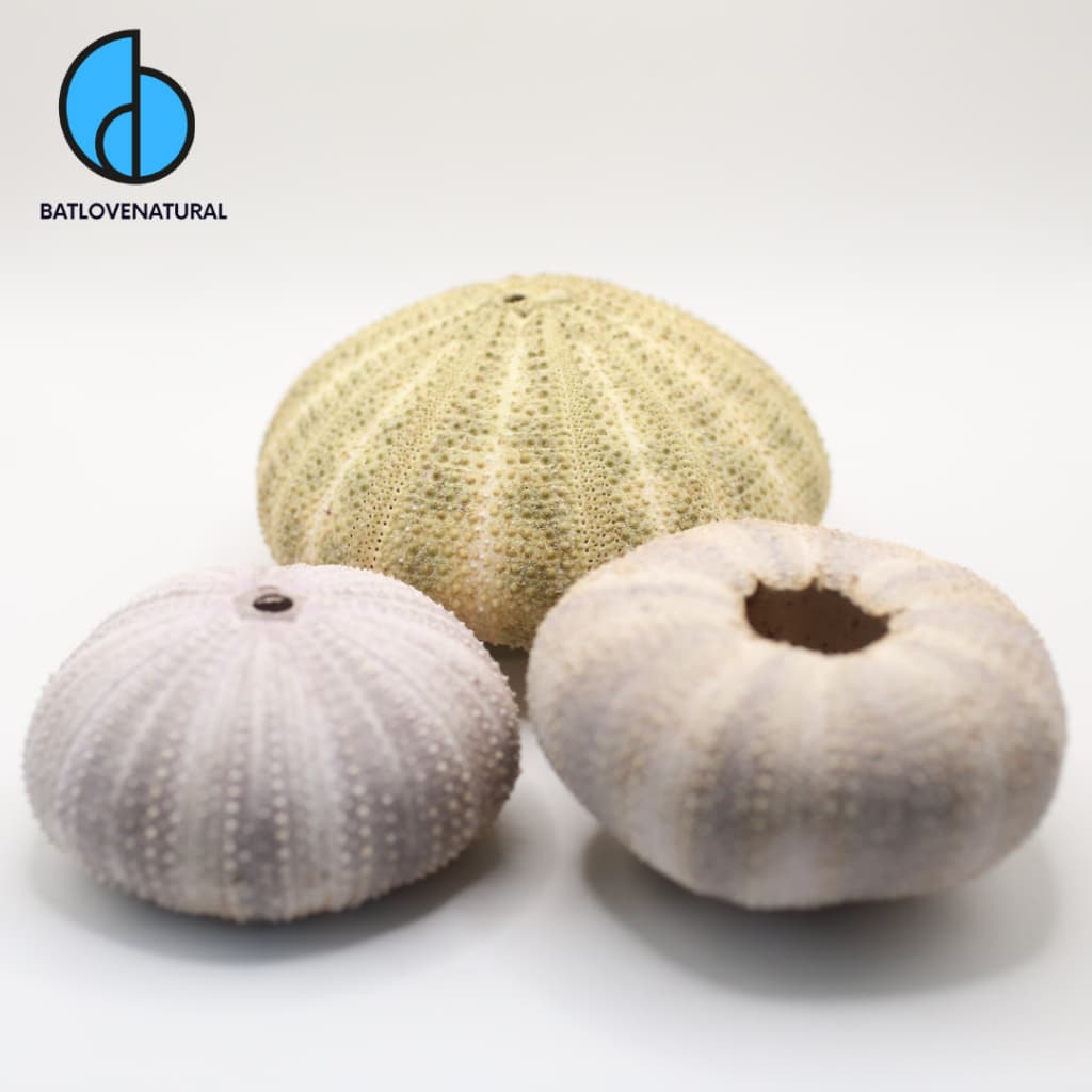 Vỏ Nhum Biển Big Size ( Vỏ Nhím Biển ) - Trang trí nhà cửa