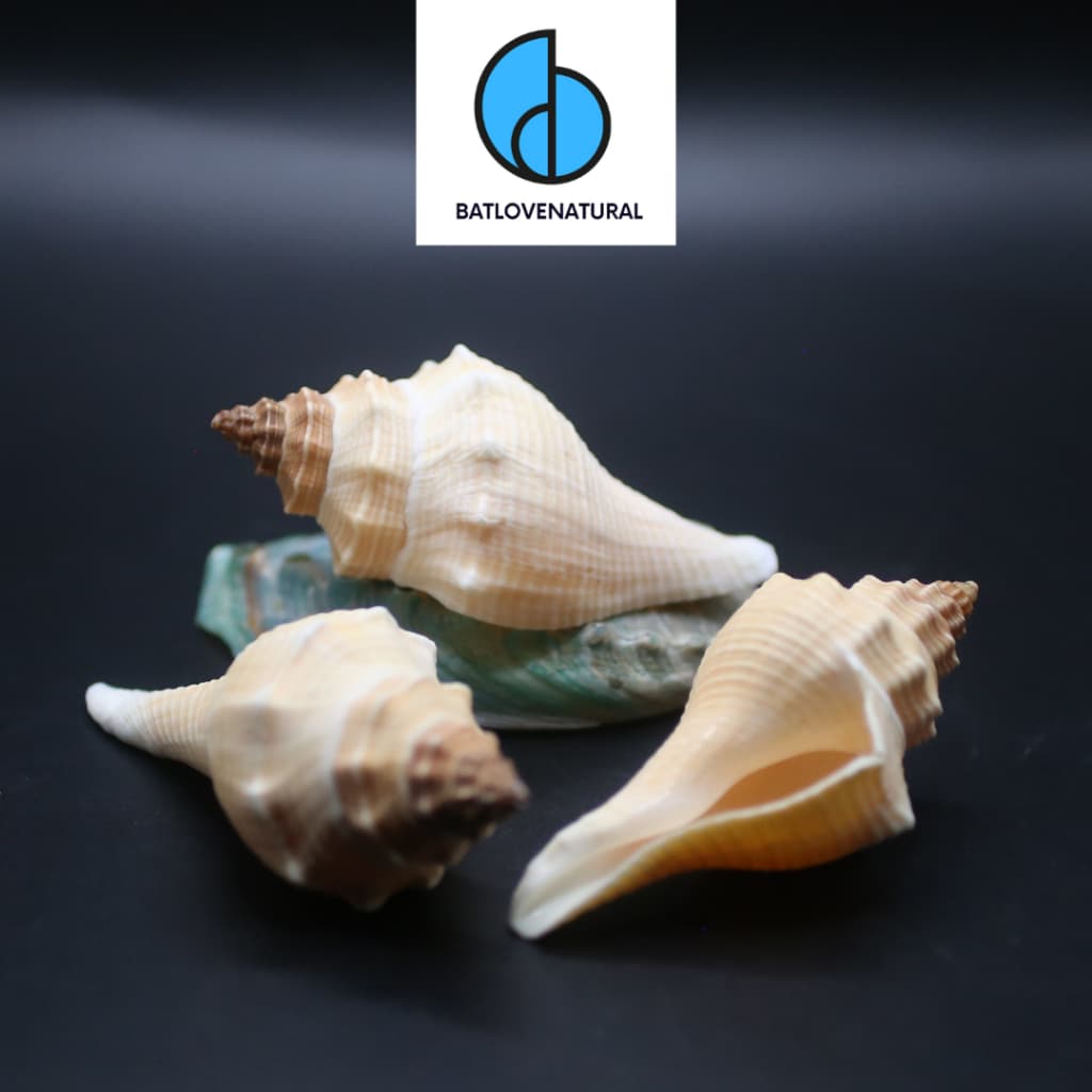 Vỏ ốc Hemifusus Tuba - Vỏ ốc trang trí nhiều kích thước - Vỏ ốc đẹp