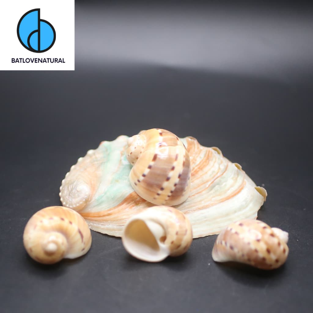 Vỏ ốc Natica Tedbayeri - Vỏ ốc mượn hồn - Vỏ ốc trang trí nhiều kích thước.