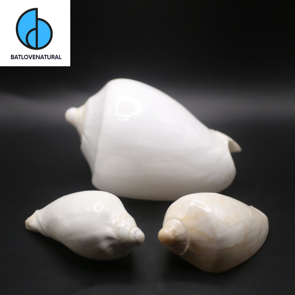 Vỏ ốc Giác Trắng - BATLOVENATURAL - Vỏ ốc trang trí nhiều kích thước - Vỏ ốc đẹp