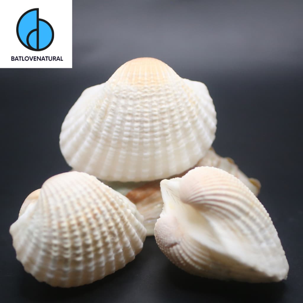 Vỏ sò huyết (Big Size)- Anadara granosa  - Vỏ sò trang trí nhiều kích thước - Vỏ ốc, vỏ sò biển đẹp