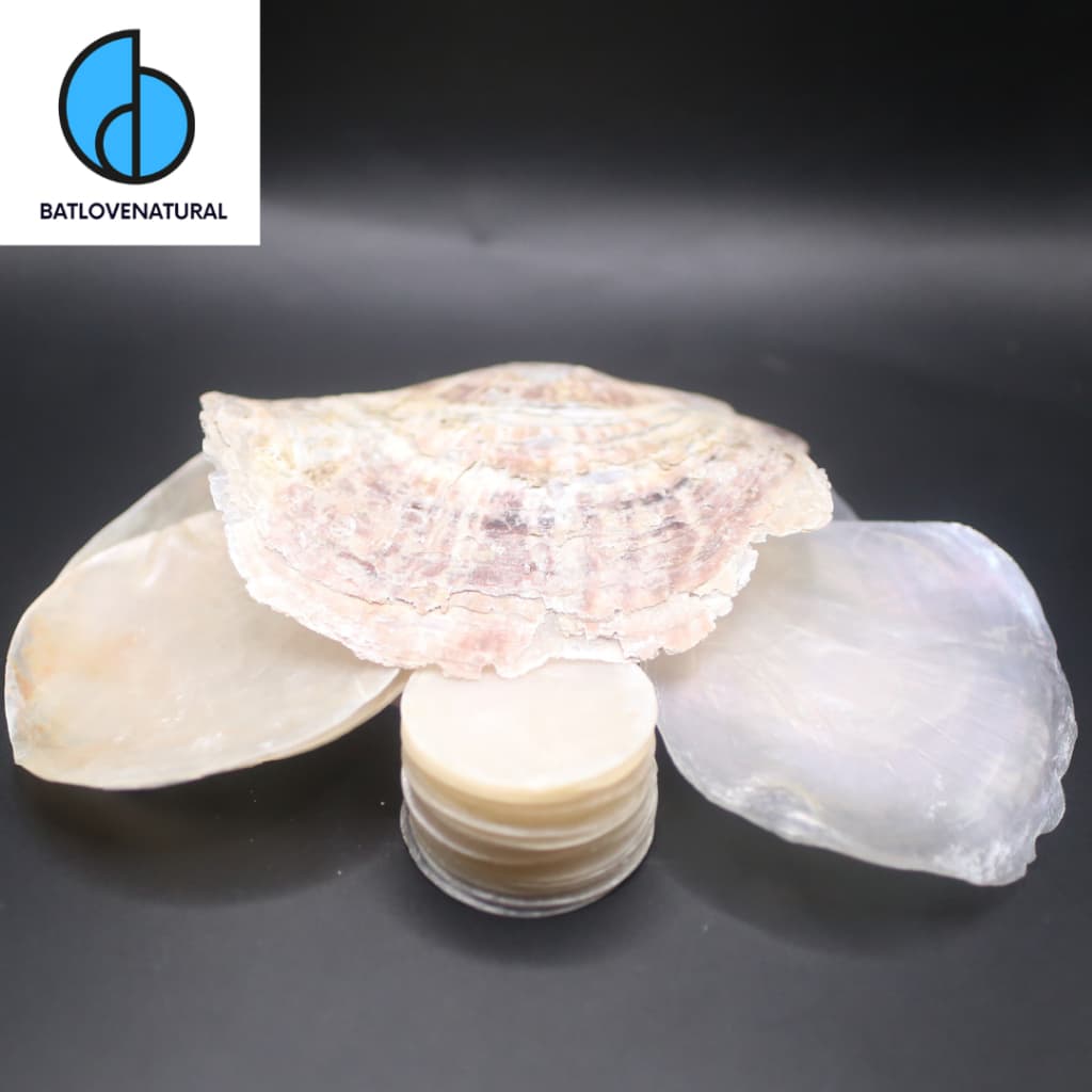 Vỏ sò Điệp Giấy - Vỏ sò trang trí nhiều kích thước - Vỏ sò đẹp